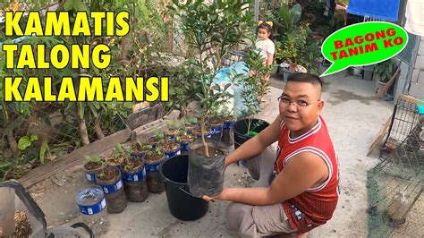 Nagtanim Kami Ng Gulay Para Makatipid Kamatis At Talong Kalamansi YouTube