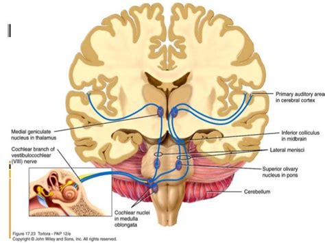 Auditory Pathway