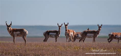 Alberta Wildlife Photography by Robert Berdan - The Canadian Nature ...