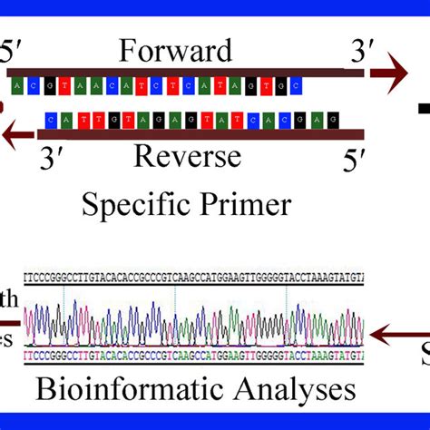 DNA Barcoding System For Identification Of Microbial Communities