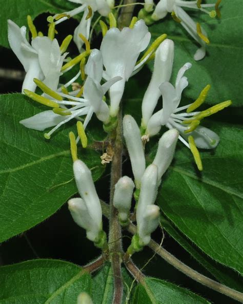 Fileamur Honeysuckle Flower 20080501 085320 1png Wikimedia Commons