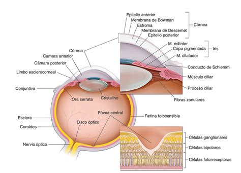 Estructura Del Ojo Diagram Quizlet