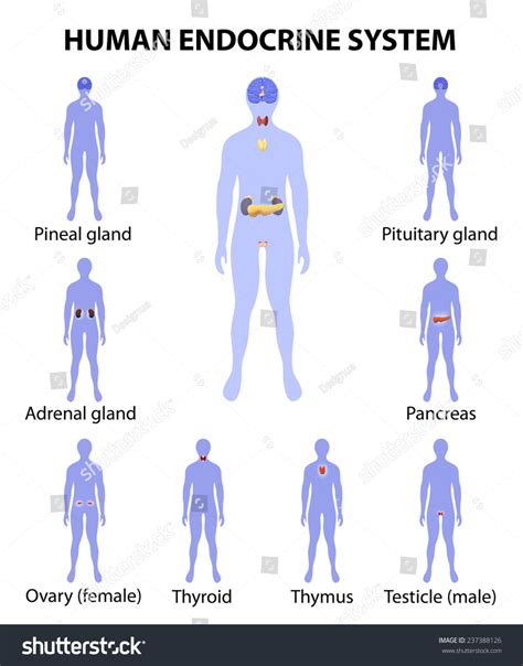 Human Endocrine System Human Silhouette Endocrine 库存插图 237388126