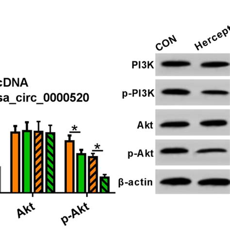 Hsa Circ 0000520 Expression In Gastric Cancer Tissues And Cells A The