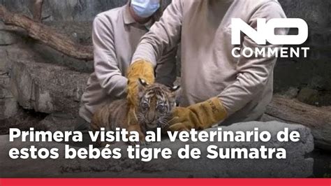 NO COMMENT Así han vivido su primera visita al veterinario estos dos