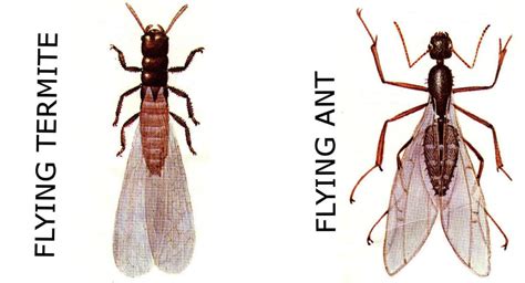 flying-termite-vs-flying-ant - Pacific Coast Termite