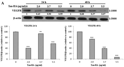 Tanshinone IIA Inhibits Gastric Carcinoma AGS Cells By Decreasing The