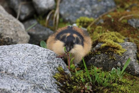 Lemming Habitat Stock Photos - Free & Royalty-Free Stock Photos from Dreamstime