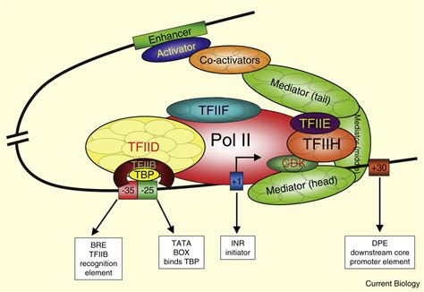 Eukaryotic Transcription Initiation Current Biology