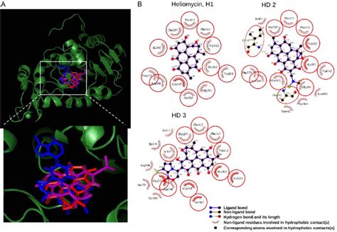 The Binding Modes Of Heliomycin And Its Derivatives After Docking Into