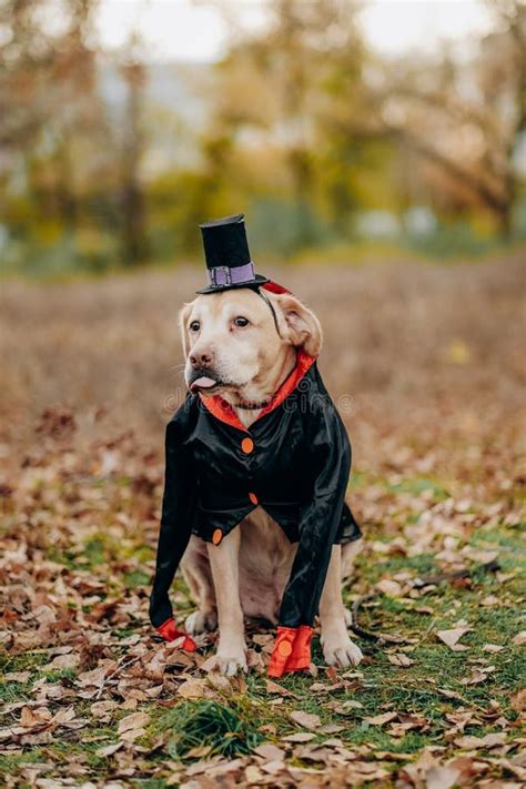 Labrador Dog Dressed In A Costume For The Celebration Of Halloween A