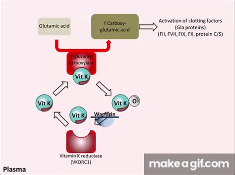 Warfarin Mechanism Of Action On Make A