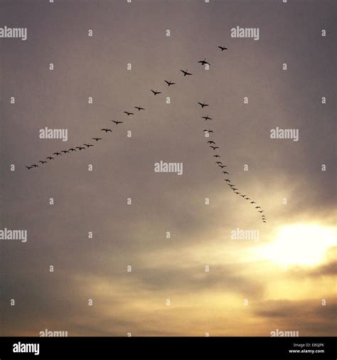 Flock Of Birds Hi Res Stock Photography And Images Alamy