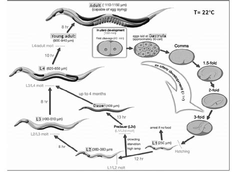 Life cycle of C. elegans. The life cycle of C. elegans comprises the ...