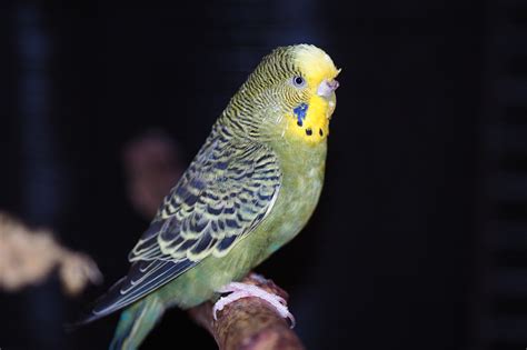 Budgie Ptak Wielobarwny Papuga Darmowe zdjęcie na Pixabay Pixabay