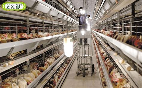 layer farm james hui