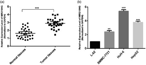 Knockdown Of Long Non Coding Mir Hg Inhibits Cell Proliferation