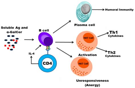 Vaccines Free Full Text Role Of Nkt Cells During Viral Infection And The Development Of Nkt