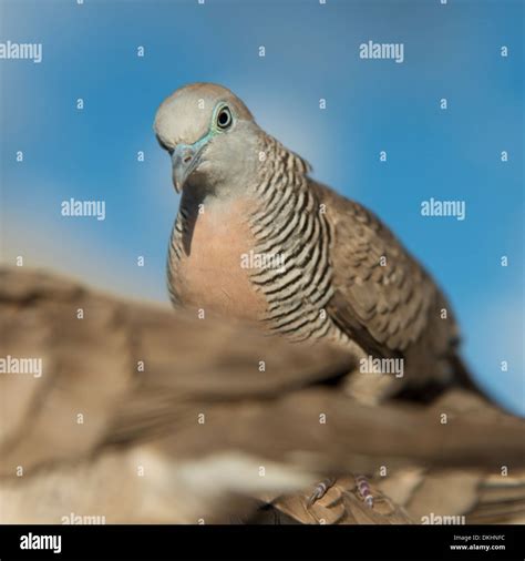 White Pigeon In Hawaii Hi Res Stock Photography And Images Alamy