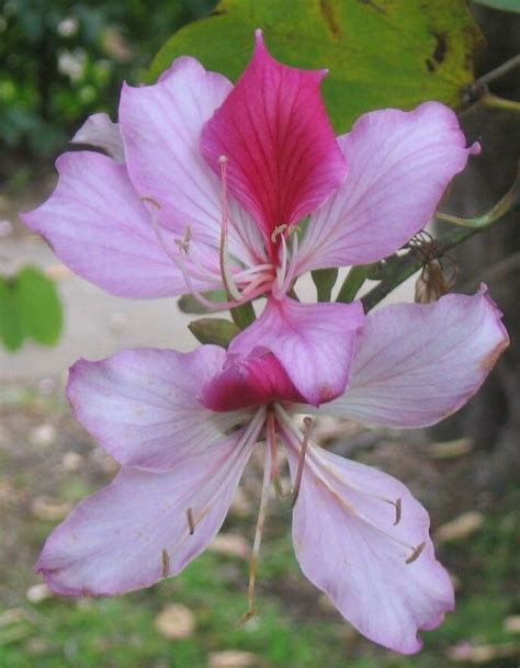 Bauhinia Variegata Kachnar Mountain Ebony 5 Seeds 11 95