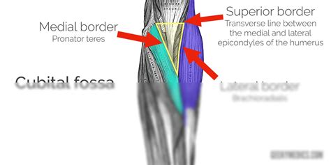 Solution Cubital Fossa Scaled Studypool