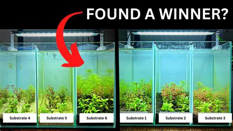 IS THIS THE BEST PLANTED TANK SUBSTRATE Experiment Update YouTube