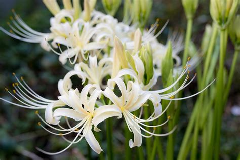 Lycoris Spider Lily Flower Meaning Symbolism And Colors Pansy Maiden