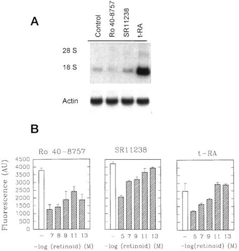 Effect Of The Retinoids Ro40 8757 And SR11238 On Cell Proliferation And