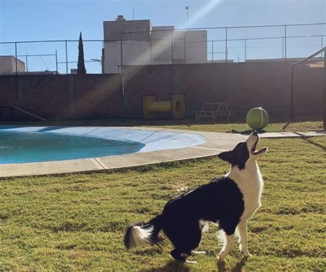 Conoce Aquatikan el primer parque acuático para perritos en Puebla