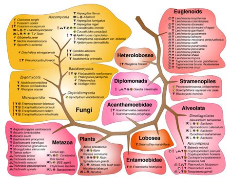 Eukaryotic Pathogens Eukaryotic Pathogen Life Forms Are Clearly Download Scientific Diagram