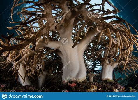 Corais Macios Bonitos Na Borda Do Recife Em Raja Ampat Foto De Stock