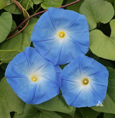 Morning Glory Heavenly Blue (Ipomoea tricolor) | Applewood Seed Co.