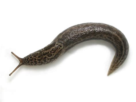 Limax maximus Linnaeus, 1758, Leopard Slug