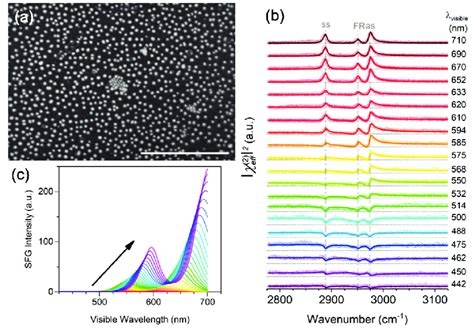 A Sem Picture Of Au Nanospheres On Si Substrate Scale Bar Nm