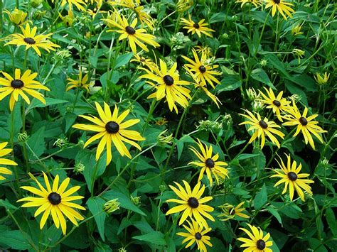 Rudbeckia Leuchtender Sonnenhut Rudbeckia Fulgida Flickr