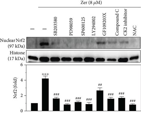 Role of signal transduction pathways mediating the activation of ... 