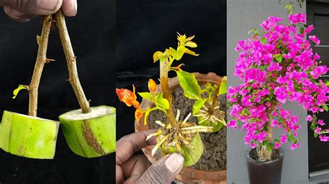 How To Grow Bougainvillea From Cutting Bougainvillea Propagation