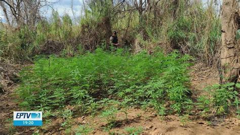 Homens são presos após polícia encontrar 200 pés de maconha às margens