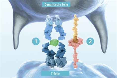 CAR T Zelltherapie Immunsystem und Immunevasion Fachportal für