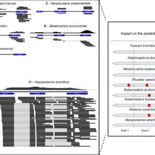 Gene expression of Ccl27 across Cetacea species. In the left box:... | Download Scientific Diagram