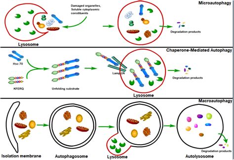 Frontiers Autophagy In Viral Infection And Pathogenesis