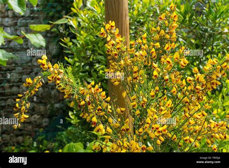 Yellow And Red Flowers On A Cytisus Scoparius A Perennial Leguminous