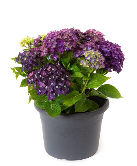 Hortensie Music Collection Deep Purple Dance Hydrangea Macrophylla