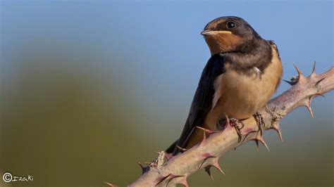 Nosoloaves Aves Del Mundo Birds Of The World Golondrina Comun