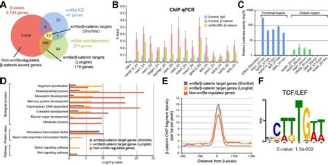 Integrating Catenin Chip Seq And Rna Seq Analysis To Identify Direct