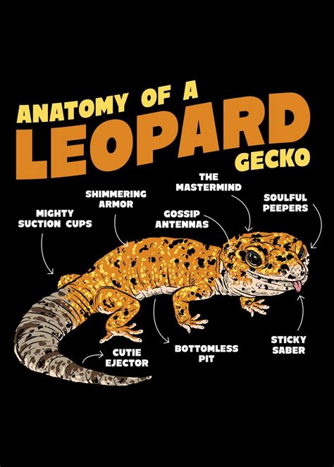 Leopard Gecko Anatomy Poster Picture Metal Print Paint By Adam