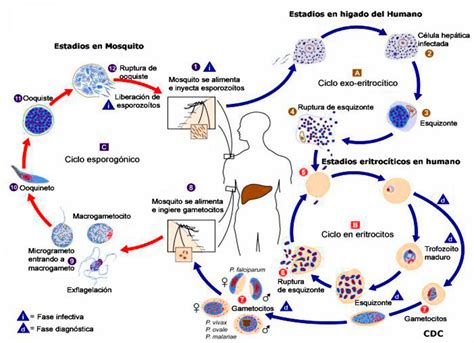 Ciclo De Vida Del Plasmodio