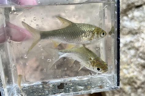 Some silvery barbs from an abandoned pond : r/MicroFishing