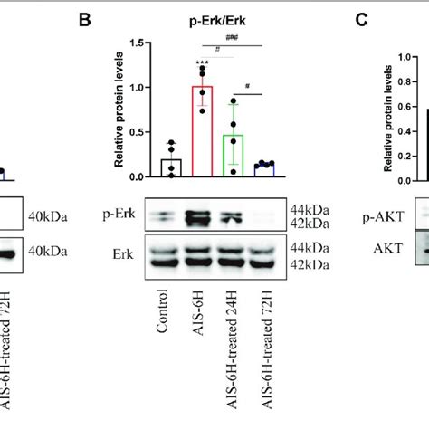 Ais Promoted Phosphorylation Of P38 Mapk Erk12 And Pi3kakt In