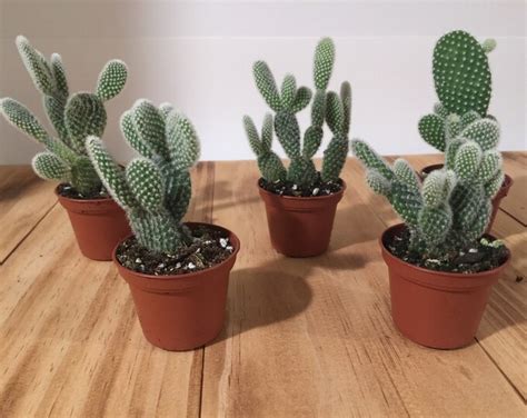 White Angel Wing Optunia Cactus Bunny Ear Cacti Small Live Plant 2 Pot
